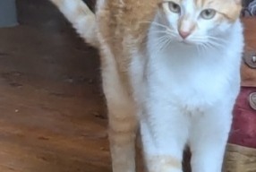Disappearance alert Cat Male , 1 years Mers-les-Bains France