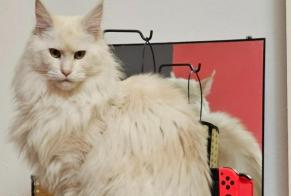 Disappearance alert Cat  Female , 2 years Theux Belgium