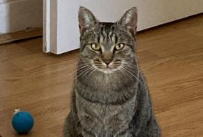 Disappearance alert Cat miscegenation Female , 3 years Orléans France