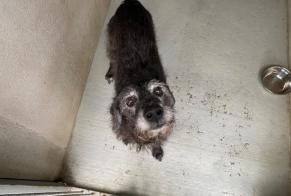 Discovery alert Dog miscegenation Male , 12 years Le Mesnil-le-Roi France