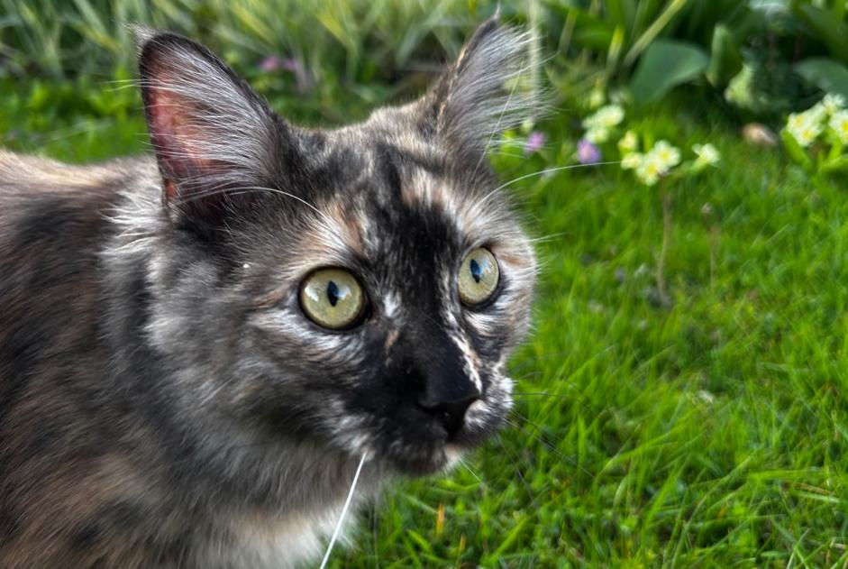 Disappearance alert Cat miscegenation Female , 1 years Cheseaux-sur-Lausanne Switzerland