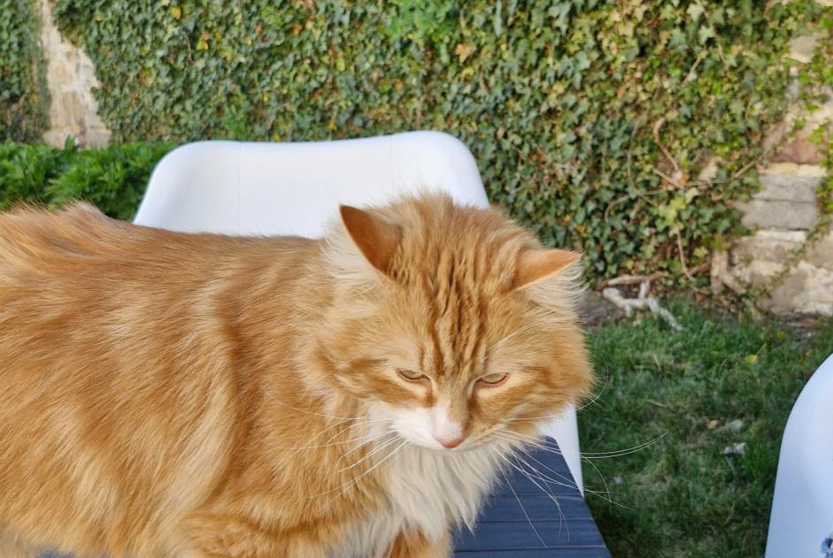 Disappearance alert Cat miscegenation Male , 4 years Binche Belgium