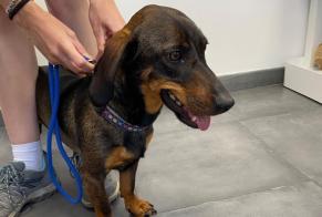 Discovery alert Dog miscegenation Female Coti-Chiavari France
