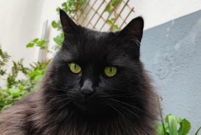 Disappearance alert Cat miscegenation Male , 12 years Schiltigheim France