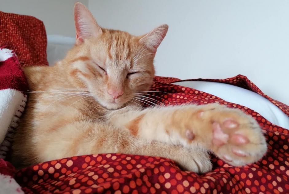 Disappearance alert Cat miscegenation Male , 4 years Wavre Belgium