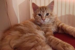 Disappearance alert Cat miscegenation Male , 1 years Villeurbanne France