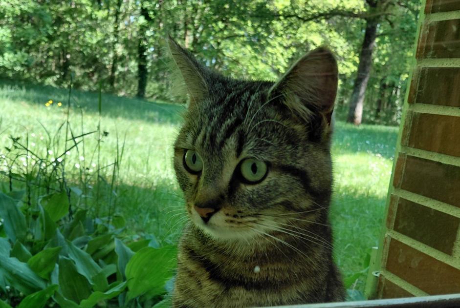 Discovery alert Cat miscegenation Male Ménestreau-en-Villette France
