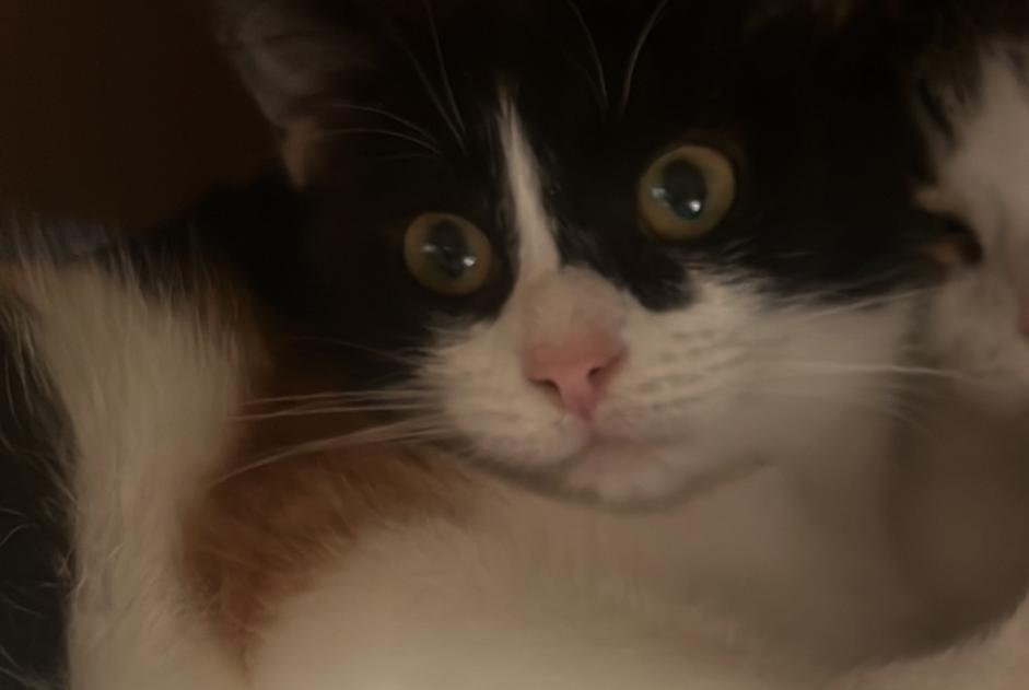 Disappearance alert Cat miscegenation Female , 1 years Champosoult France