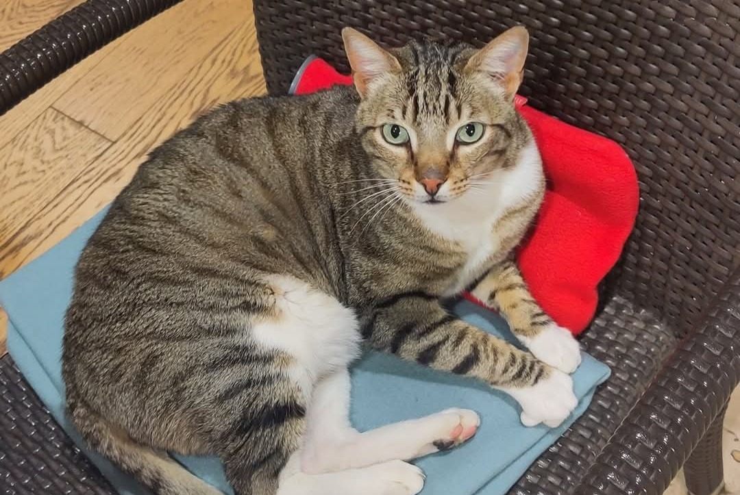 Disappearance alert Cat Male , 5 years Ferney-Voltaire France
