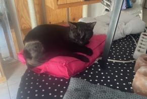 Disappearance alert Cat Male , 2 years Corcoué-sur-Logne France