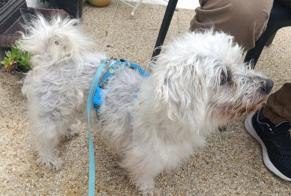 Discovery alert Dog  Male Cherbourg-en-Cotentin France