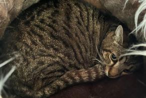 Disappearance alert Cat miscegenation Male , 13 years Saint-Séverin-d'Estissac France
