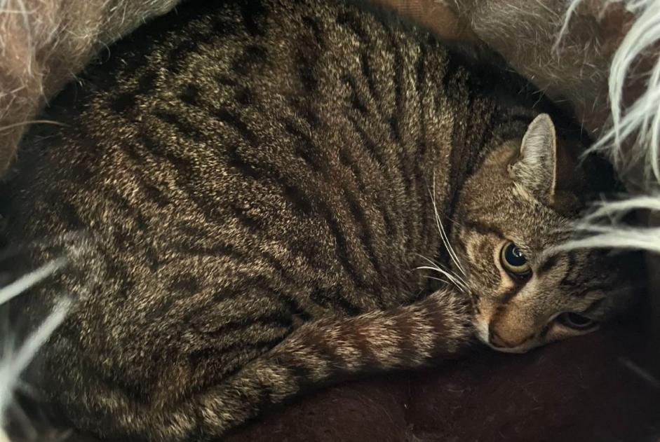 Disappearance alert Cat miscegenation Male , 13 years Saint-Séverin-d'Estissac France