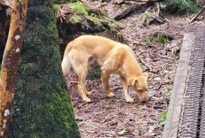 Discovery alert Dog miscegenation Male La Possession France