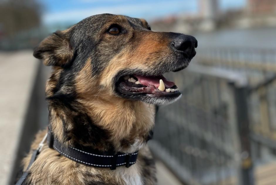 Disappearance alert Dog miscegenation Female , 8 years Toulouse France