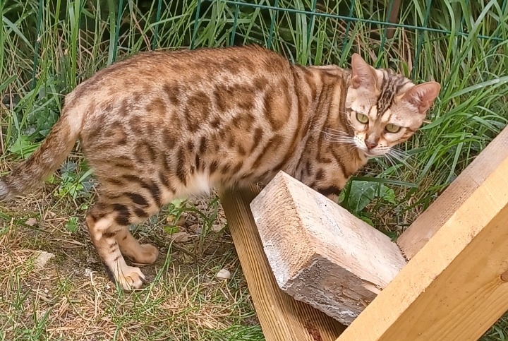 Disappearance alert Cat  Female , 5 years Cesson France