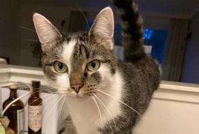 Disappearance alert Cat  Male , 4 years Mechelen Belgium