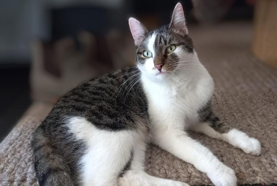 Disappearance alert Cat  Male , 4 years Mechelen Belgium