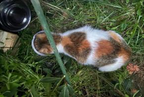 Discovery alert Cat Female Vannes France