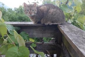 Discovery alert Cat Female Martigny-Combe Switzerland