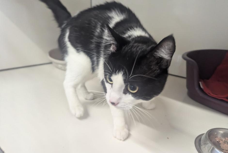 Discovery alert Cat Male Vitré France