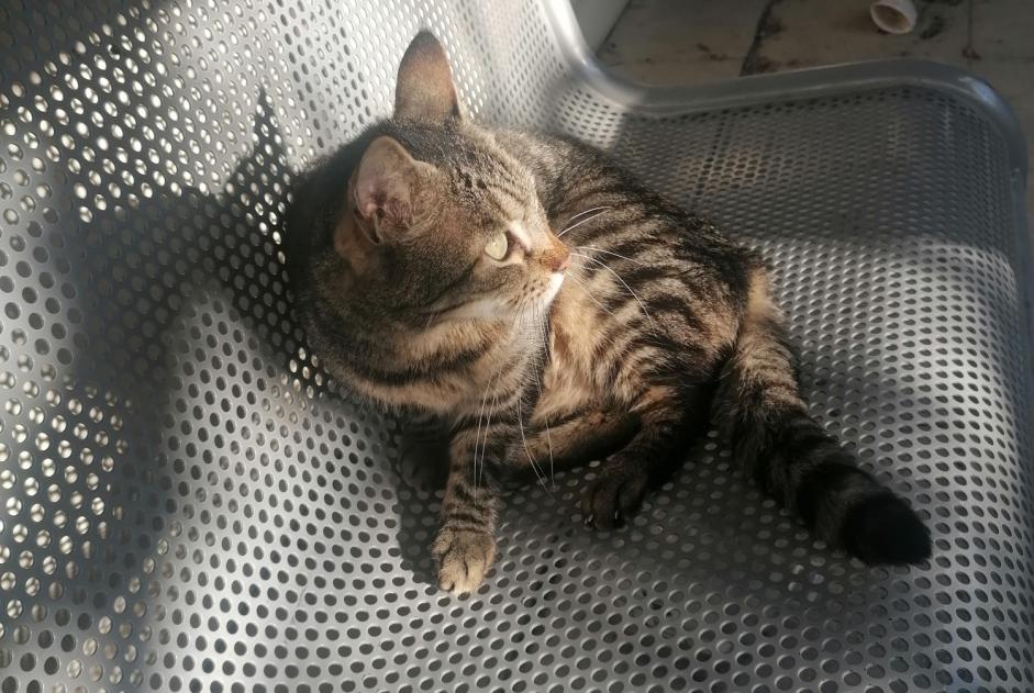 Discovery alert Cat Unknown Nice France