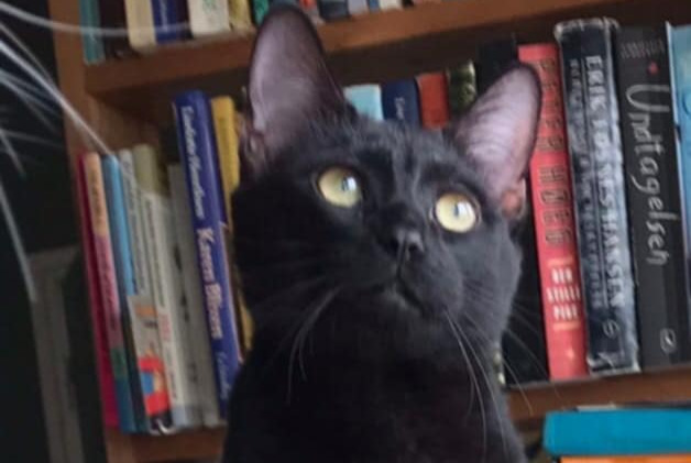 Disappearance alert Cat Male , 2 years Sartrouville France