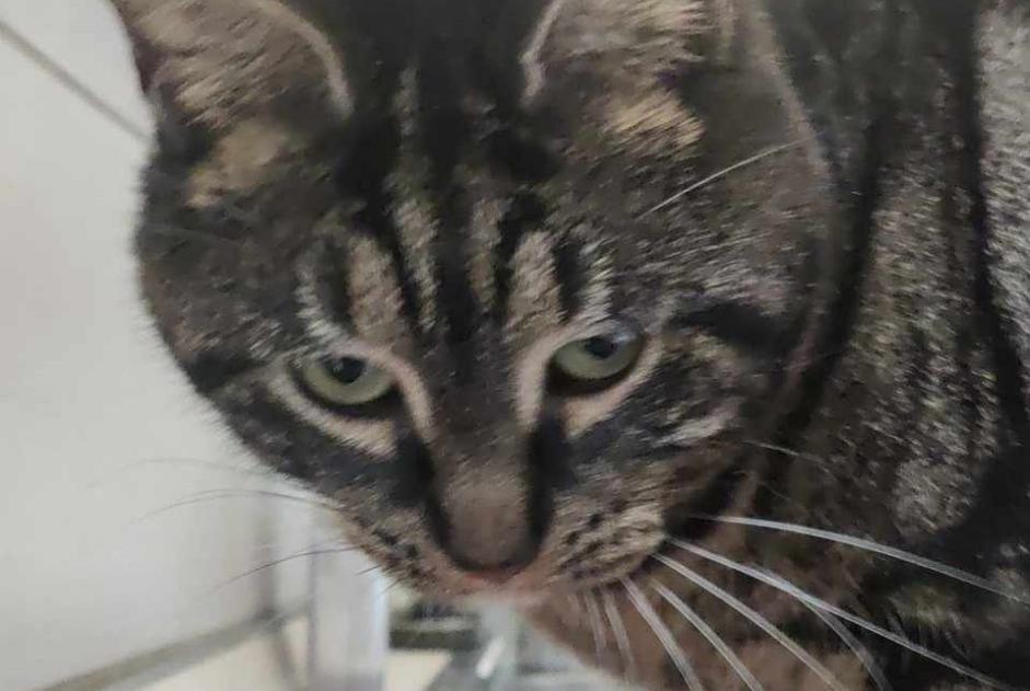 Disappearance alert Cat Female , 3 years Comines France