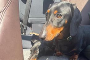 Disappearance alert Dog  Female , 3 years Robion France