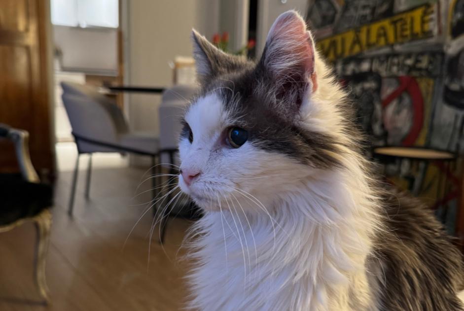 Disappearance alert Cat miscegenation Male , 19 years Amboise France