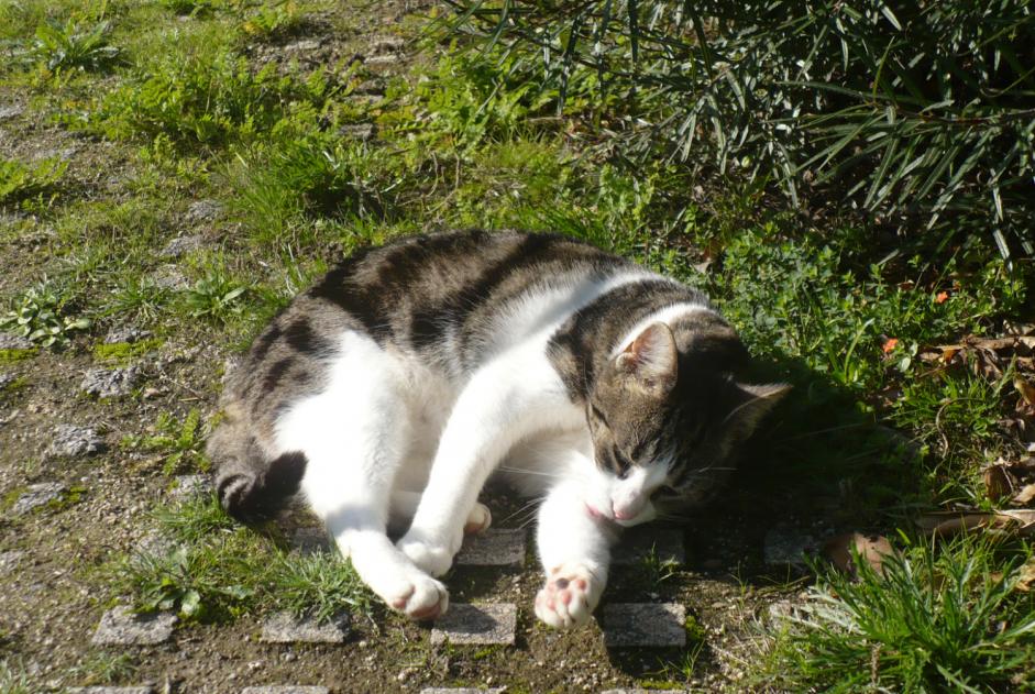 Disappearance alert Cat  Male , 9 years Trégunc France