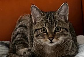 Disappearance alert Cat  Female , 1 years Vallorbe Switzerland