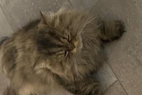 Disappearance alert Cat  Male , 5 years Bienne Switzerland