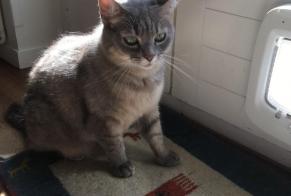 Disappearance alert Cat miscegenation Female , 6 years Nyon Switzerland