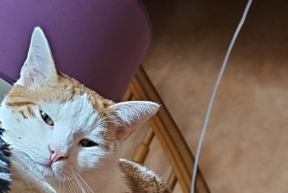 Disappearance alert Cat Male , 2 years Cruseilles France