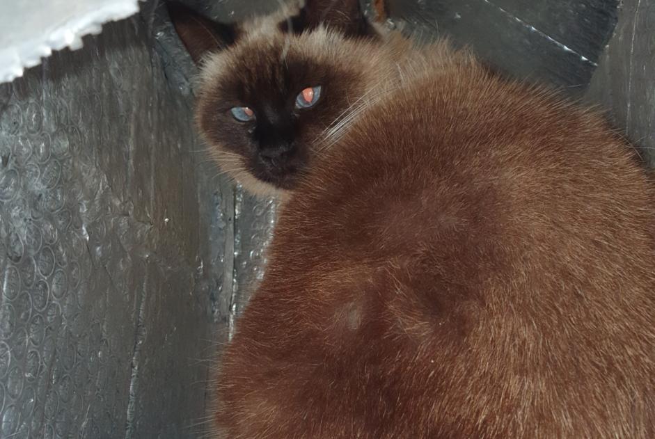 Disappearance alert Cat  Female , 10 years Baix France