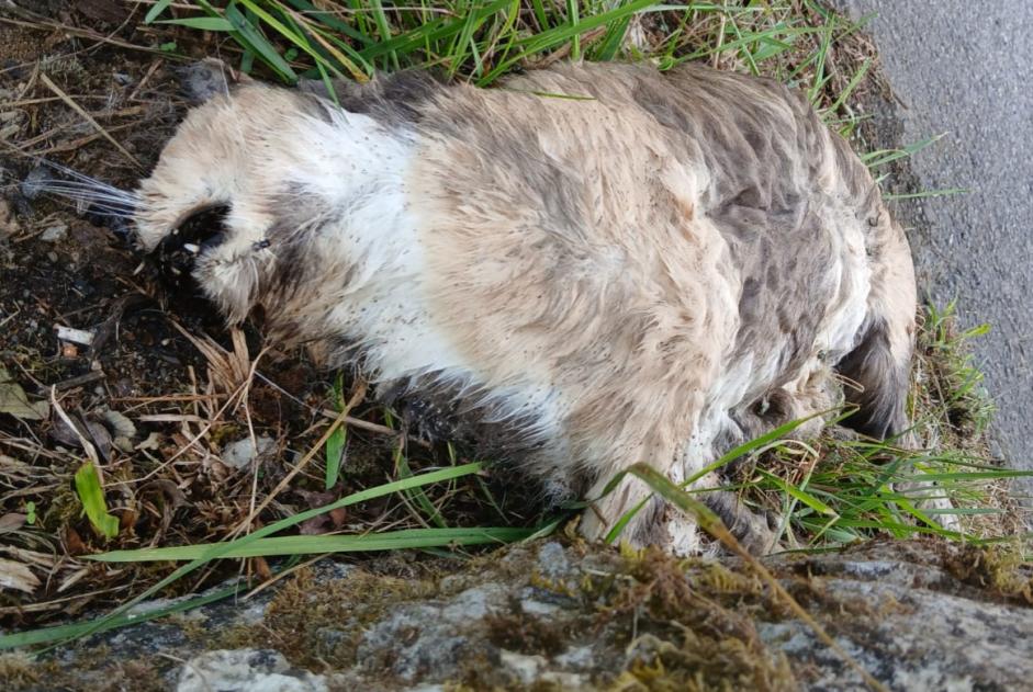 Discovery alert Cat Female Orthez France