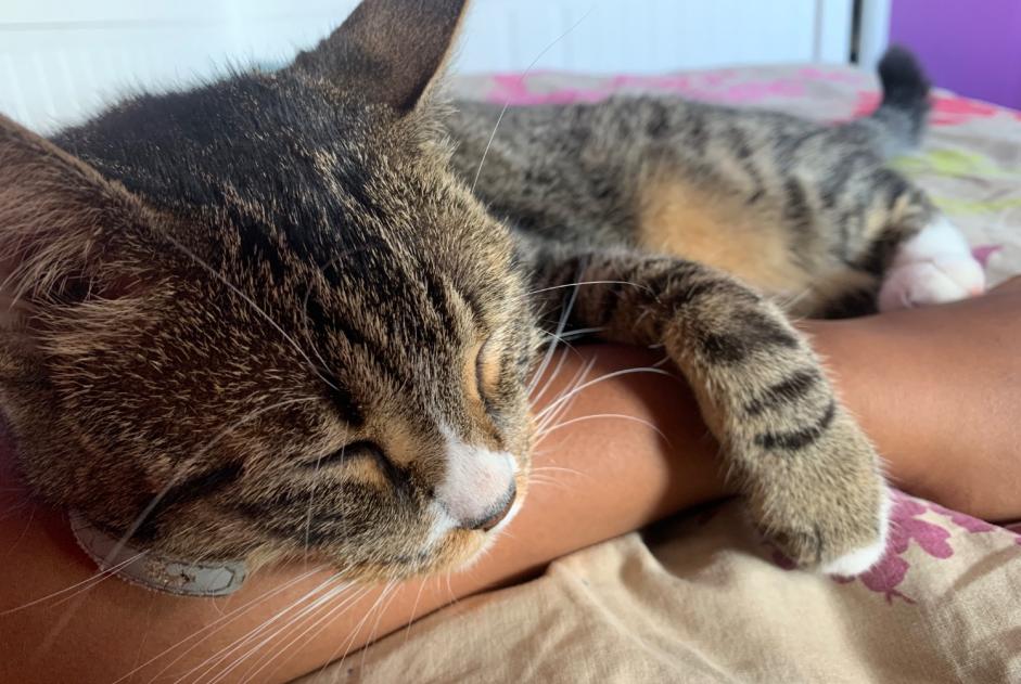 Disappearance alert Cat  Female , 7 years Bron France