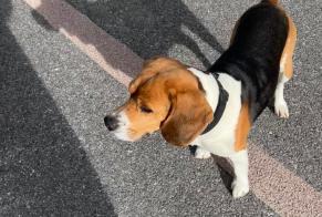 Discovery alert Dog  Male Collonges France