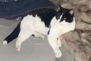 Discovery alert Cat Male Jonquières-Saint-Vincent France