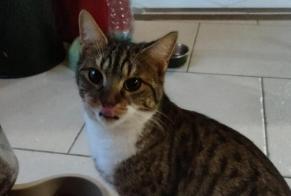 Disappearance alert Cat Male , 2 yeahr Lindry France