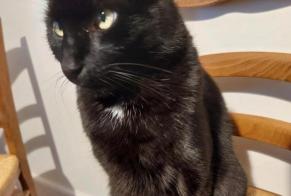 Disappearance alert Cat Male , 7 yeahr Charnay-lès-Mâcon France