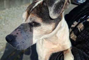 Discovery alert Dog miscegenation Female Orée d'Anjou France