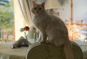 Disappearance alert Cat  Male , 4 yeahr Cap-d'Ail France