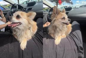 Discovery alert Dog  Female Montgeron France