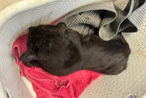 Discovery alert Cat Unknown Caudry France