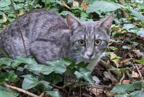 Discovery alert Cat Unknown Vaujours France