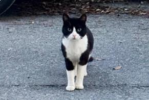 Discovery alert Cat  Female Le Croisic France