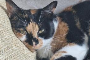 Disappearance alert Cat miscegenation Female , 3 yeahr Champigneulles France