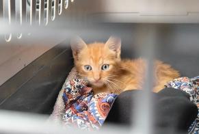Discovery alert Cat Male Dragey-Ronthon France